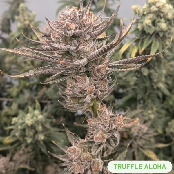 Truffle Aloha