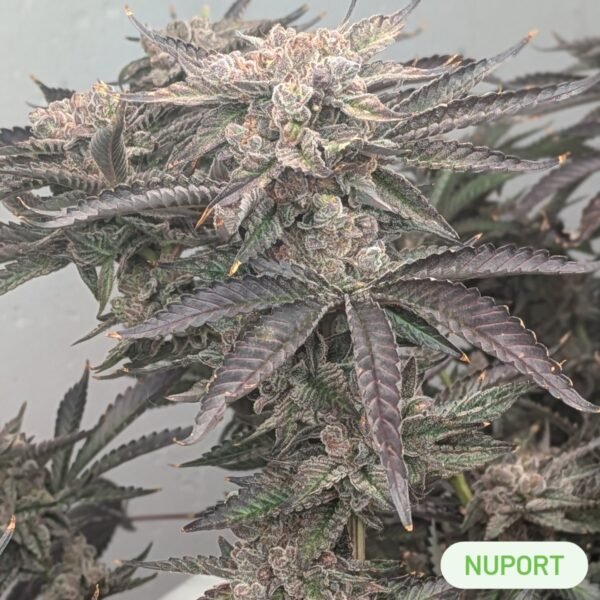Nuport